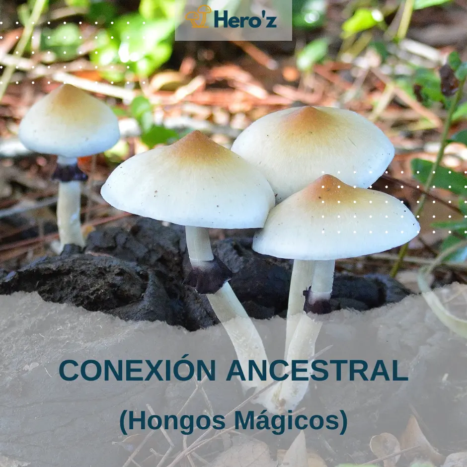 Conexión Ancestral
